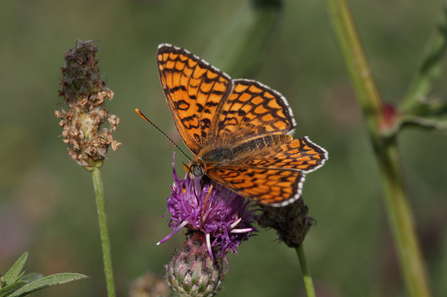 Quali Melitaea?